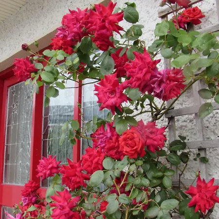 Rosegarden كاستليبار